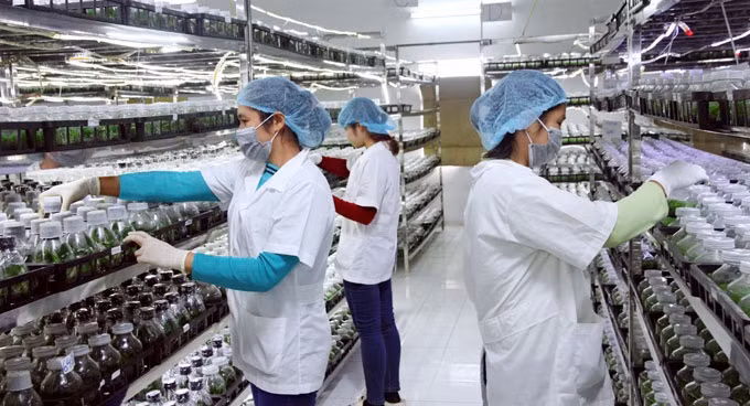 Tien Giang encourage les investissements dans la transformation des fruits et légumes ảnh 1 Tien Giang encourage les investissements dans la transformation des fruits et légumes ảnh 1