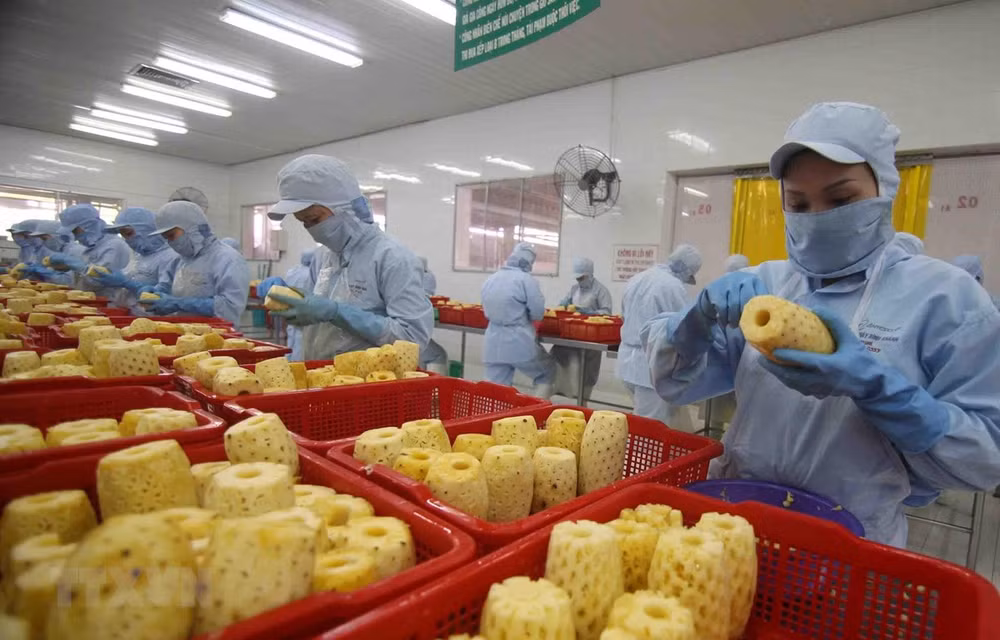 Fruits et légumes : le pays cible 10 milliards de dollars d'exportations d’ici 2030 ảnh 1