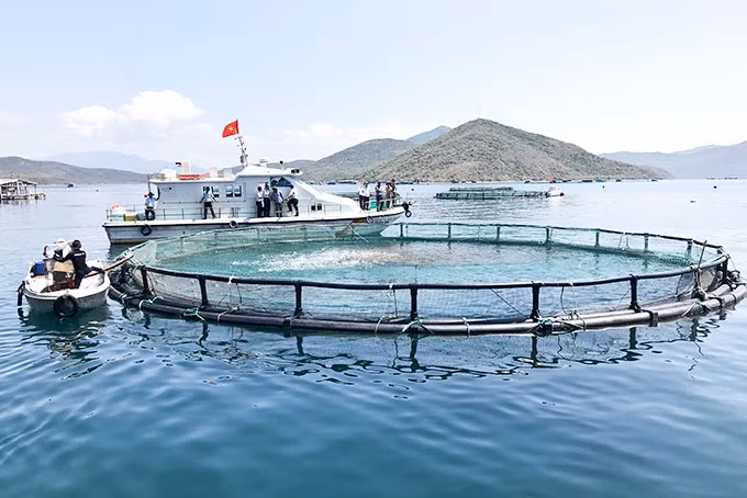 Le Vietnam promeut le développement durable de l’aquaculture marine ảnh 1