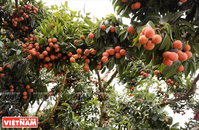 Bac Giang cherche à améliorer la qualité et la productivité des vergers de Luc Ngan ảnh 1