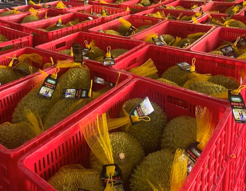 Le durian Ri6 du Vietnam bien apprécié en Australie ảnh 1