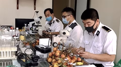 Des mesures aux portes-frontières pour faciliter l’exportation de produits agricoles ảnh 3