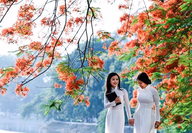 Bientôt festival des flamboyants rouges à Hai Phong ảnh 1