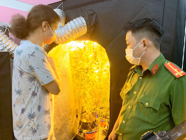 Poursuivre en justice un étranger cultivant et possédant illégalement de cannabis ảnh 1