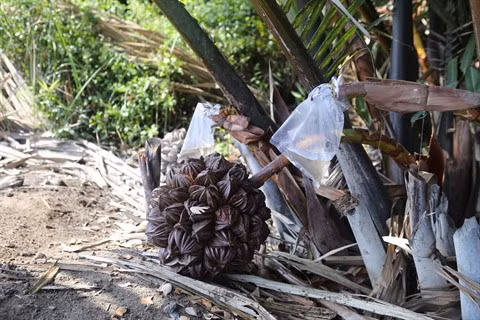 Le miel de palme développé par un jeune ingénieur chimiste de Cân Gio ảnh 1