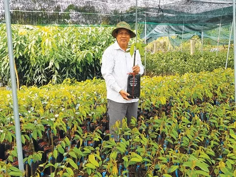 La culture des semis : une opportunité en or pour les paysans de Bên Tre ảnh 1