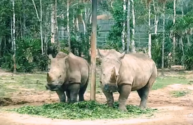 Lancement d'un concours de courts-métrages sur le commerce illégal des espèces sauvages ảnh 1