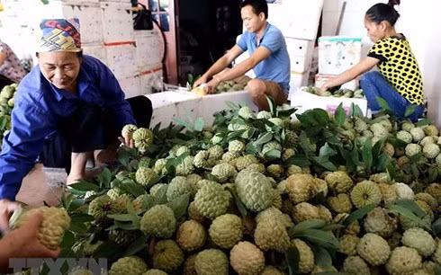 La semaine des pommes cannelles et des spécialités de Lang Son attendue en août ảnh 1