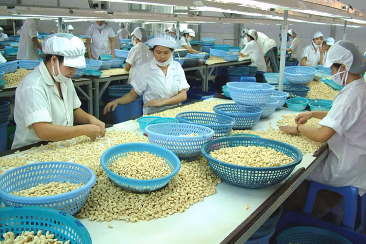 L’exportation de noix de cajou atteint plus de 1,3 milliard de dollars en cinq mois ảnh 1