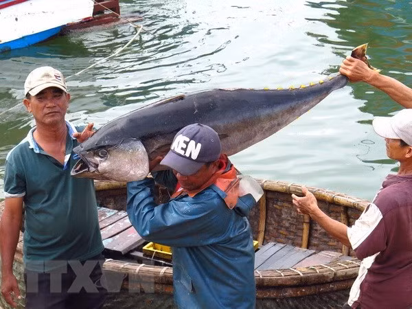 Le Vietnam s'efforce de retirer le "carton jaune" de l'UE en matière de pêche ảnh 1