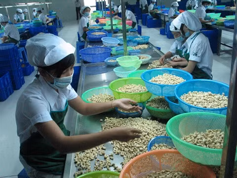 Une transformation soignée de la noix de cajou ảnh 1