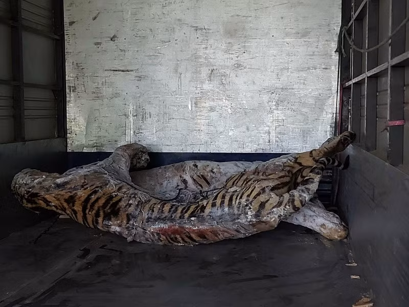 Remise des corps de neuf tigres au Musée de la nature du Vietnam ảnh 2