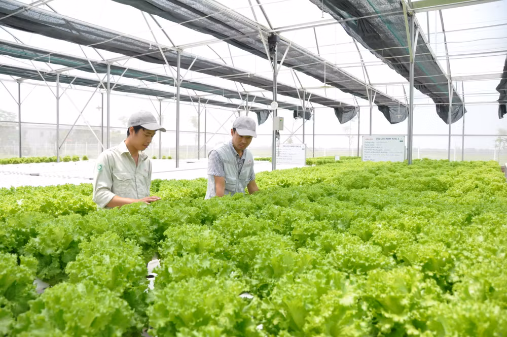 Hanoï se concentre sur l'agriculture de haute technologie ảnh 1 Hanoï se concentre sur l'agriculture de haute technologie ảnh 1