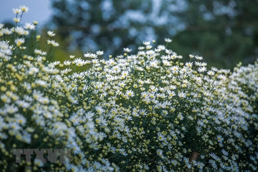Hanoï accueille une nouvelle saison des marguerites Daisy (Astéracées) ảnh 1