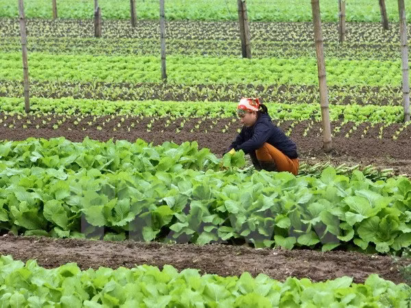 Un groupe néerlandais construira un centre de production de semis de légumes à Ha Nam ảnh 1
