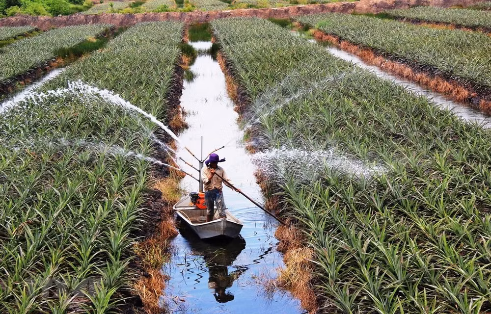 Attraction de l’investissement dans l’agriculture : une force pour le développement ảnh 1