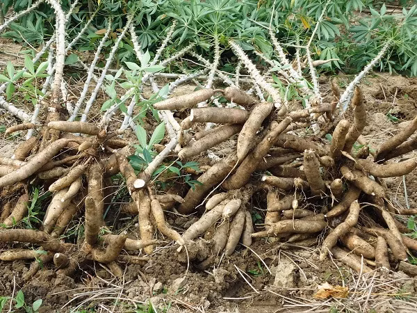 Manioc et produits dérivés: la chute se poursuit en 10 mois ảnh 1