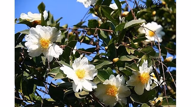 Quang Ninh : Bientôt la fête florale des camélias à huile de Binh Liêu 2018 ảnh 1