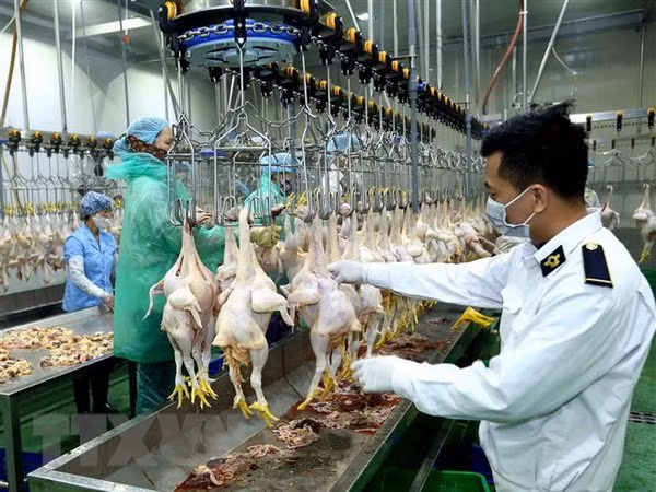 Ho Chi Minh-Ville investir dans des abattoirs ảnh 1