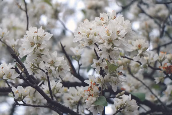 Nâm Nghiêp, paradis des fleurs de táo mèo ảnh 1