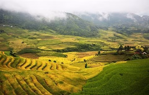 Lào Cai : la beauté des rizières d’Y Ty à la saison du riz mûr ảnh 1