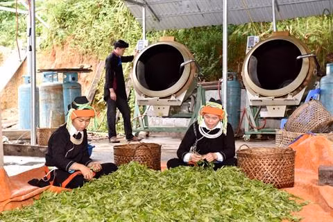 Minorités de Hà Giang : du thé bio, facteur de développement ảnh 1