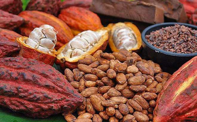 Du cacao organique du Vietnam exporté au Japon ảnh 1