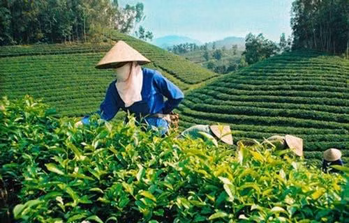 Le Pakistan, toujours le premier débouché du thé vietnamien ảnh 1