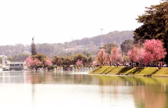 Da Lat : organisation pour la première fois la fête des cerises d'abricot ảnh 1