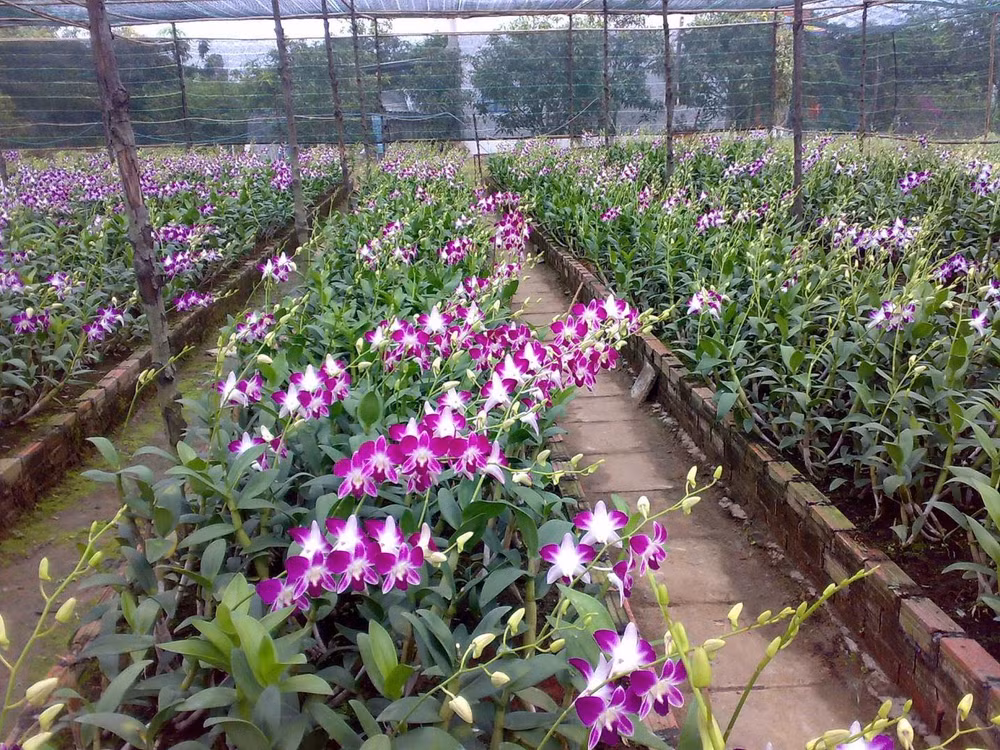 Hô Chi Minh-Ville a de forts potentiels d’exportations d’orchidées ảnh 1
