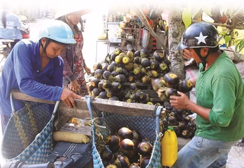 À Bay Nui, le sucre de palme remporte la palme ảnh 2