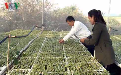 L’agriculture intelligente donne du tonus aux cultivateurs à Gia Lai ảnh 1