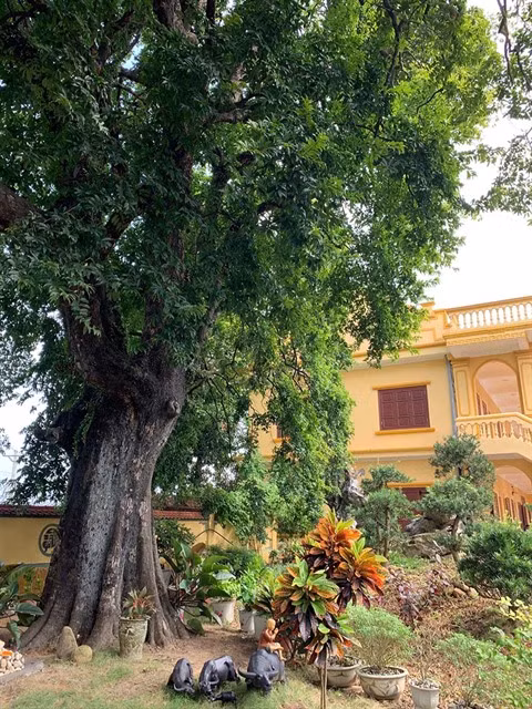 Le diospyros decandra de 900 ans est reconnu comme "arbre du patrimoine" ảnh 1