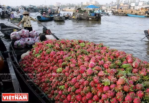 Développement des produits touristiques typiques de la ville de Can Tho ảnh 1