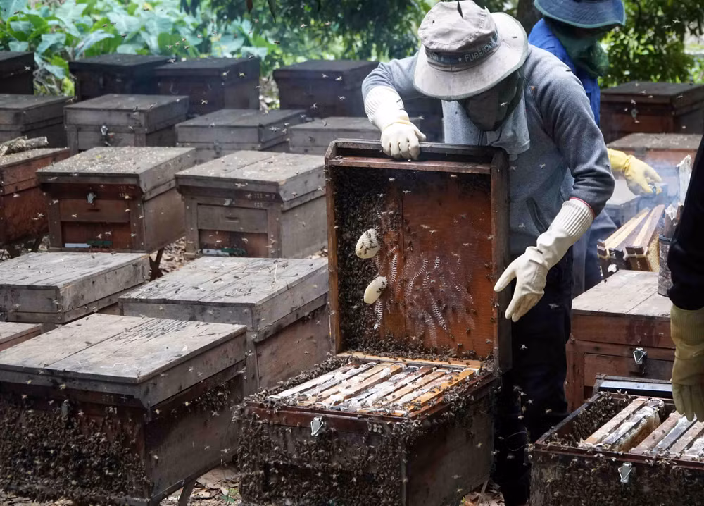 Le miel vietnamien soumis à une taxe antidumping américaine de plus de 400% ảnh 1
