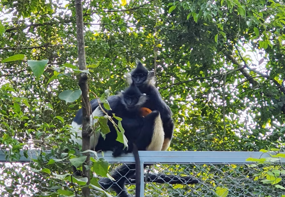 Naissance naturelle d'un Langur de Delacour au complexe paysager de Trang An (Ninh Binh) ảnh 1