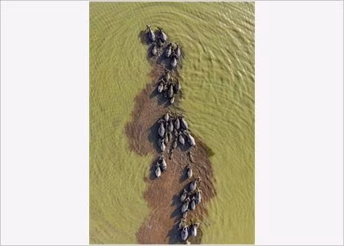 Quatre photos du Vietnam dans le Top 50 mondial 2019 ảnh 3