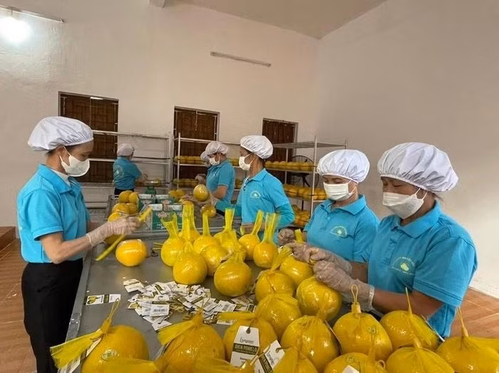 Exportation des 11 premières tonnes de pamplemousses Diên vers le Royaume-Uni ảnh 1