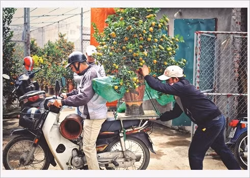 Ballade dans le village traditionnel des kumquats de Tu Liên ảnh 4