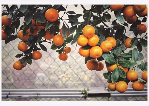 Ballade dans le village traditionnel des kumquats de Tu Liên ảnh 3
