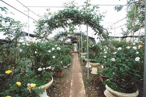 Les roses anciennes, une nouvelle tendance qui s’impose ảnh 1