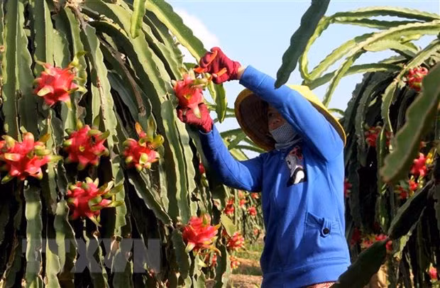Le Vietnam exporte 5 tonnes de fruits du dragon à chair rouge vers l'Australie ảnh 1