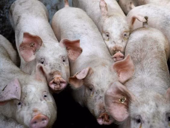 La Thaïlande limitera ses exportations de viande de porc ảnh 1