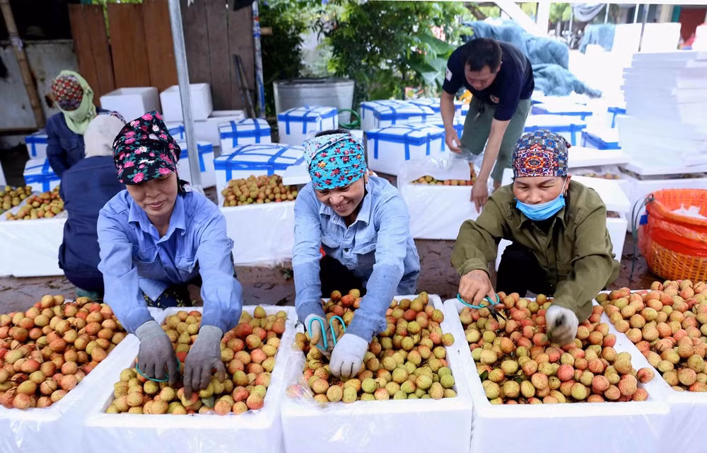 Le Vietnam dispose de nombreuses opportunités d'affaires avec Singapour ảnh 1