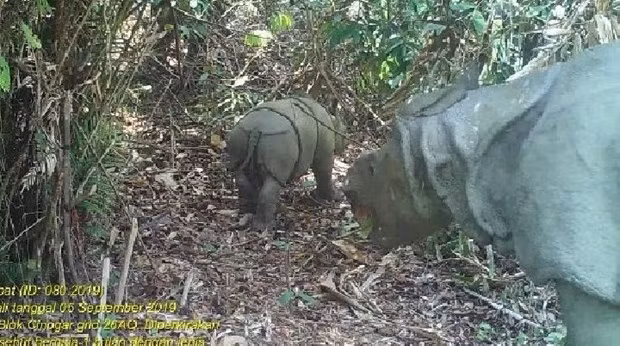 Découverte de deux individus de rhinocéros de Java en Indonésie ảnh 1