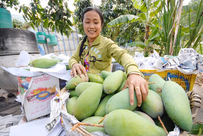 An Giang: un premier lot de mangue tricolore expédié en Australie ảnh 1