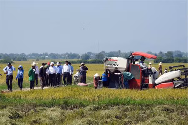 Quand riziculture rime avec élevage porcin ảnh 1