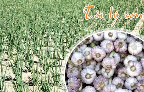 L’ail de Ly Son figure dans le Top 10 des spécialités connues du Vietnam ảnh 1