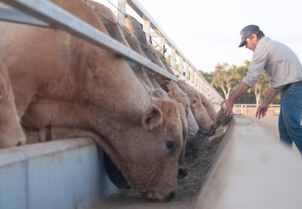 Le premier lot de vaches importées d’Australie de Hoa Phat est en route pour le Vietnam ảnh 1