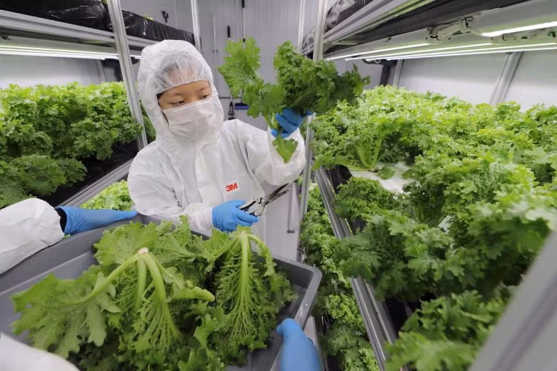 Singapour s'efforce de maîtriser les approvisionnements alimentaires nationaux ảnh 1